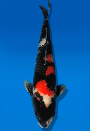 Koi Auktion Dainichi Showa Nisai BlackMonroe male 62cm NN04-2662