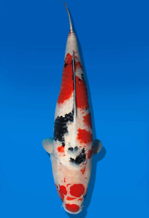 Koi Auktion Dainichi Showa Nisai Monroe female 61cm NN04-2663