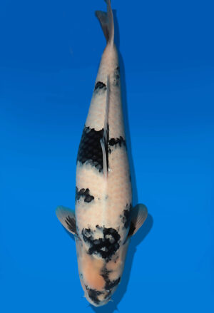 Koi Auktion Dainichi ShiroUtsuri Nisai BlackMonroe female 61cm NN04-2671