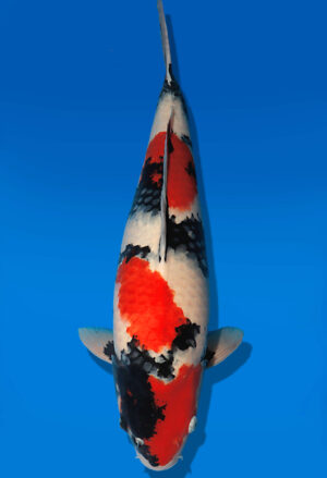 Koi Auktion Dainichi Showa Nisai MonaLisa female 56cm NN04-2672