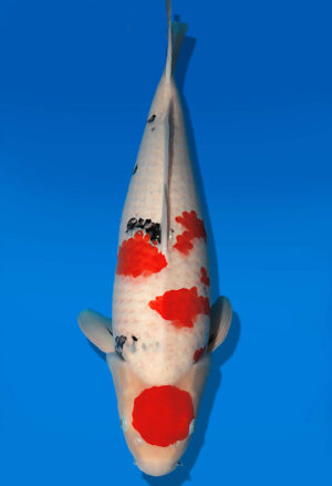 Koi Auktion Dainichi Sanke Nisai Mr.Big female 62cm NN04-2664