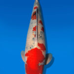 Koi Auktion Dainichi Showa Nisai BlackMonroe male 60cm NN04-2960
