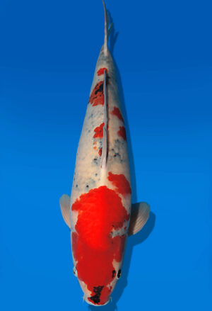 Koi Auktion Dainichi Showa Nisai BlackMonroe male 60cm NN04-2665
