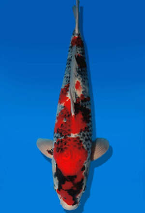 Koi Auktion Dainichi Showa Nisai MonaLisa male 61cm NN04-2667