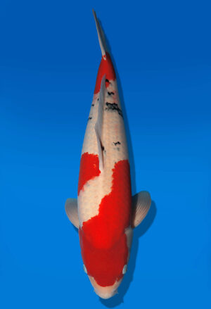 Koi Auktion Dainichi Sanke Nisai Mr.Big male 56cm NN04-2666