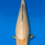 Koi Auktion Dainichi WhiteKarashigoi JumboTosai WhiteMonkey - 52cm NN01-2673
