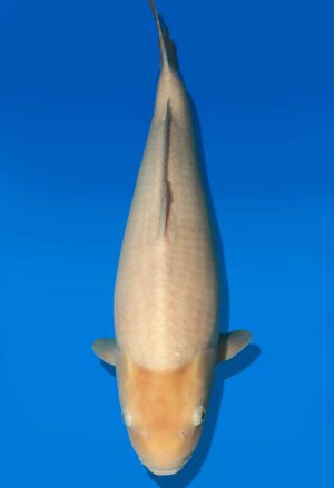 Koi Auktion Dainichi WhiteKarashigoi JumboTosai WhiteMonkey - 52cm NN01-2673