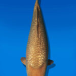 Koi Auktion Dainichi GinrinChagoi JumboTosai BrownMonkey - 47cm NN01-2674