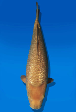 Koi Auktion Dainichi GinrinChagoi JumboTosai BrownMonkey - 47cm NN01-2674