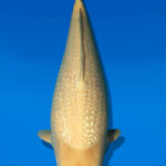 Koi Auktion Dainichi GinrinKarashigoi JumboTosai YellowMonkey - 60cm NN01-2675