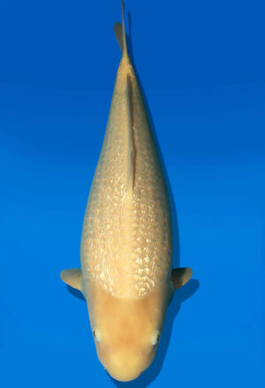 Koi Auktion Dainichi GinrinKarashigoi JumboTosai YellowMonkey - 50cm NN01-2675