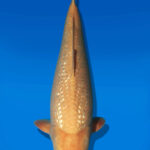 Koi Auktion Dainichi GinrinKarashigoi JumboTosai YellowMonkey - 42cm NN01-2676