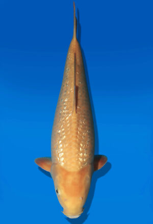 Koi Auktion Dainichi GinrinKarashigoi JumboTosai YellowMonkey - 42cm NN01-2676