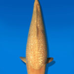 Koi Auktion Dainichi GinrinKarashigoi JumboTosai YellowMonkey - 55cm NN01-2677