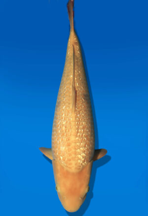 Koi Auktion Dainichi GinrinKarashigoi JumboTosai YellowMonkey - 55cm NN01-2677