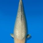 Koi Auktion Dainichi GinrinWhiteKarashi JumboTosai WhiteMonkey - 47cm NN01-2678