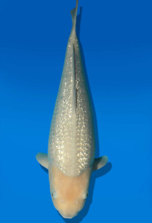 Koi Auktion Dainichi GinrinWhiteKarashi JumboTosai WhiteMonkey - 47cm NN01-2678