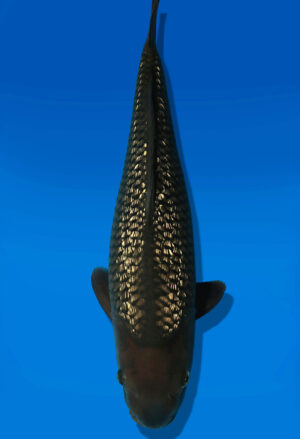 Koi Auktion Dainichi GinrinChagoi JumboTosai BrownMonkey - 48cm NN01-2680