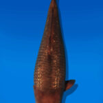 Koi Auktion Dainichi GinrinChagoi JumboTosai BrownMonkey - 46cm NN02-2712