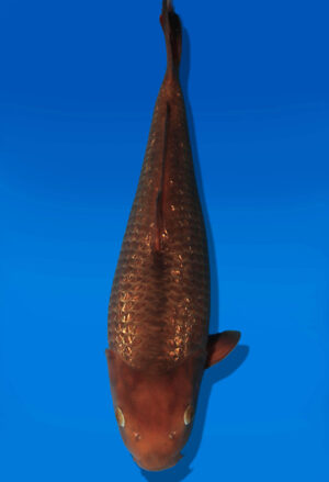 Koi Auktion Dainichi GinrinChagoi JumboTosai BrownMonkey - 46cm NN02-2712