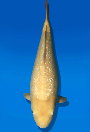 Koi Auktion Dainichi GinrinKarashigoi JumboTosai YellowMonkey - 46cm NN02-2681