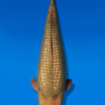 Koi Auktion Dainichi GinrinChagoi JumboTosai BrownMonkey - 44cm NN02-2682