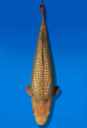 Koi Auktion Dainichi GinrinChagoi JumboTosai BrownMonkey - 44cm NN02-2682