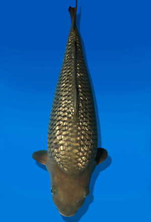Koi Auktion Dainichi GinrinChagoi JumboTosai BrownMonkey - 40cm NN02-2683
