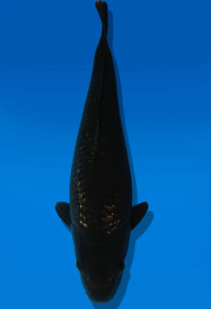 Koi Auktion Dainichi GinrinChagoi JumboTosai BrownMonkey - 48cm NN02-2684