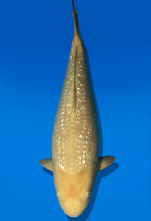 Koi Auktion Dainichi GinrinKarashigoi JumboTosai YellowMonkey - 46cm NN02-2685