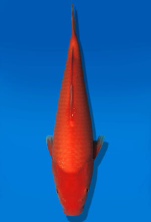 Koi Auktion Dainichi Benigoi JumboTosai RedTiger - 34cm NN02-2686