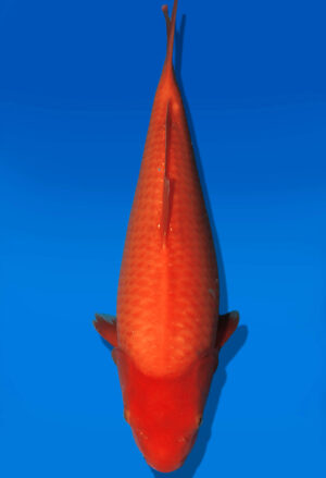 Koi Auktion Dainichi Benigoi JumboTosai RedTiger - 40cm NN02-2687