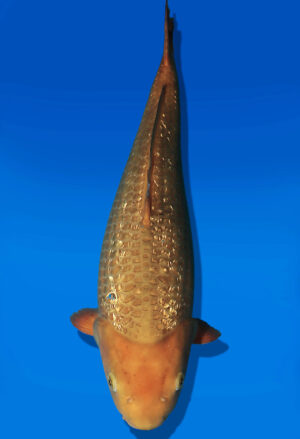 Koi Auktion Dainichi GinrinChagoi JumboTosai BrownMonkey - 44cm NN02-2688
