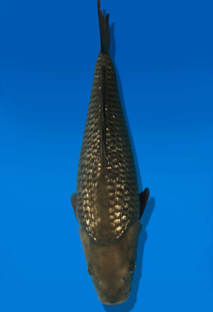 Koi Auktion Dainichi GinrinChagoi JumboTosai BrownMonkey - 37cm NN02-2689