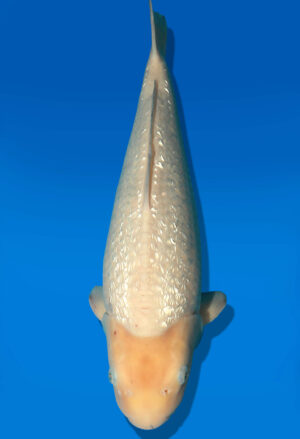 Koi Auktion Dainichi WhiteKarashigoi JumboTosai WhiteMonkey - 50cm NN02-2690