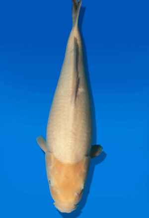 Koi Auktion Dainichi GinrinWhiteKarashi JumboTosai WhiteMonkey - 54cm NN02-2691