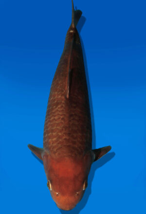 Koi Auktion Dainichi Chagoi JumboTosai BrownMonkey - 51cm NN02-2692