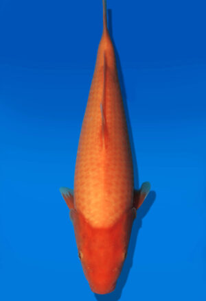 Koi Auktion Dainichi Benigoi JumboTosai RedTiger - 32cm NN02-2693