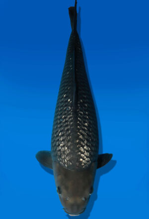 Koi Auktion Dainichi GinrinSoragoi JumboTosai SoraXGinrinSora - 54cm KT01-2694