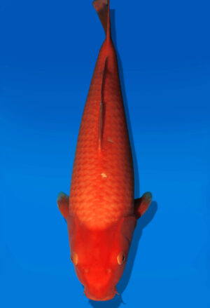 Koi Auktion Dainichi Benigoi JumboTosai RedTiger - 50cm KT01-2714