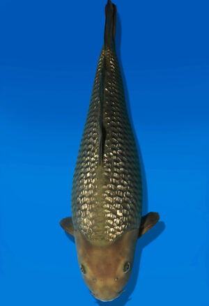 Koi Auktion Dainichi GinrinChagoi JumboTosai BrownMonkey - 47cm KT01-2695