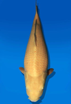 Koi Auktion Dainichi Karashigoi JumboTosai YellowMonkey - 55cm KT01-2696