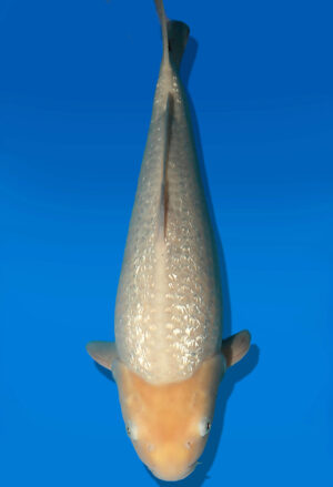 Koi Auktion Dainichi GinrinWhiteKarashi JumboTosai WhiteMonkey - 50cm KT02-2715