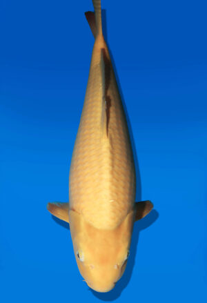 Koi Auktion Dainichi Karashigoi JumboTosai YellowMonkey - 52cm KT02-2716