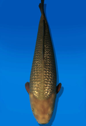 Koi Auktion Dainichi Chagoi JumboTosai BrownMonkey - 51cm KT02-2697