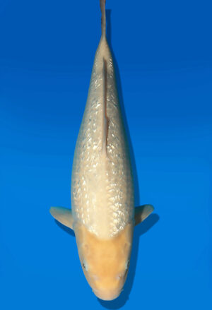 Koi Auktion Dainichi GinrinWhiteKarashi JumboTosai WhiteMonkey - 46cm KT03-2717