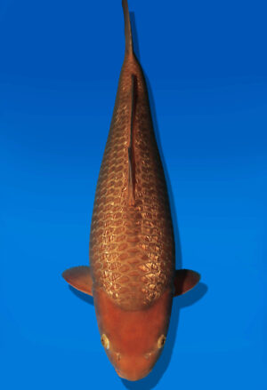 Koi Auktion Dainichi GinrinChagoi JumboTosai BrownMonkey - 47cm KT03-2698