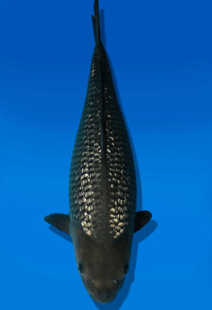 Koi Auktion Dainichi GinrinSoragoi JumboTosai SoraXGinrinSora - 50cm KT03-2699