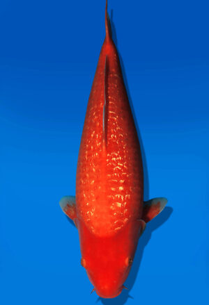 Koi Auktion Dainichi GinrinBenigoi JumboTosai XGinrinKohaku - 46cm KT03-2700