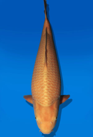 Koi Auktion Dainichi Karashigoi JumboTosai YellowMonkey - 50cm KT04-2701